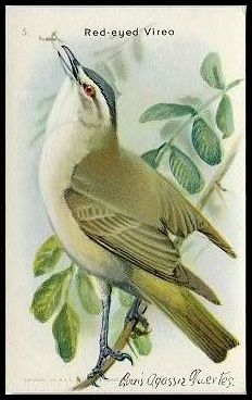 5 Red-eyed Vireo
